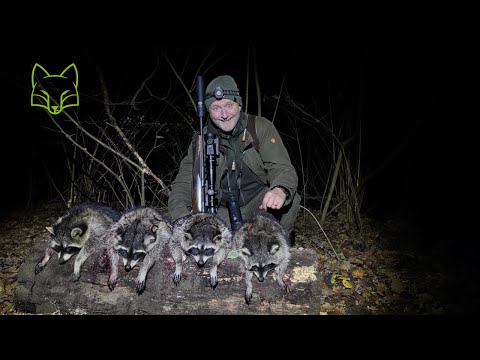 Raccoons and sows in Brandenburg