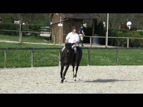 ♂ Rasta du Soutrait- jumping stallion  (SF) by Adelfos