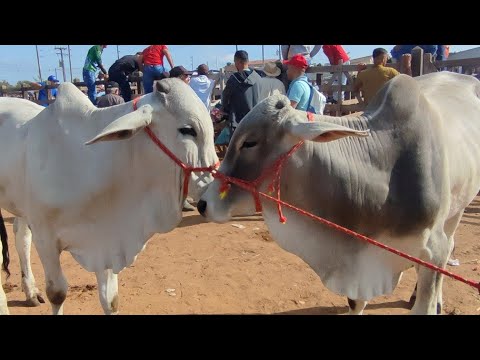 feira do gado de Buíque PE dia 13/12 2025