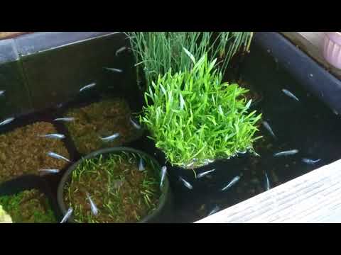 本格的な美しい和風のビオトープ