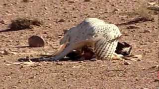 Falcon Eye - Abu Dhabi 2011 \ تصوير مقناص بعين الصقر 2011