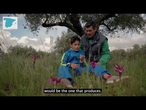 Integrated livestock management in the dehesa in Spain