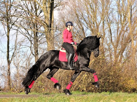 Stal Okkema's Ids - Nane x Onne - stallion - 1.64m - 2018
