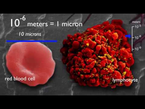 How Small Are Atoms?