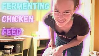 Save $$$ on Feed | How to Ferment Chicken Feed | Hamakua Homestead