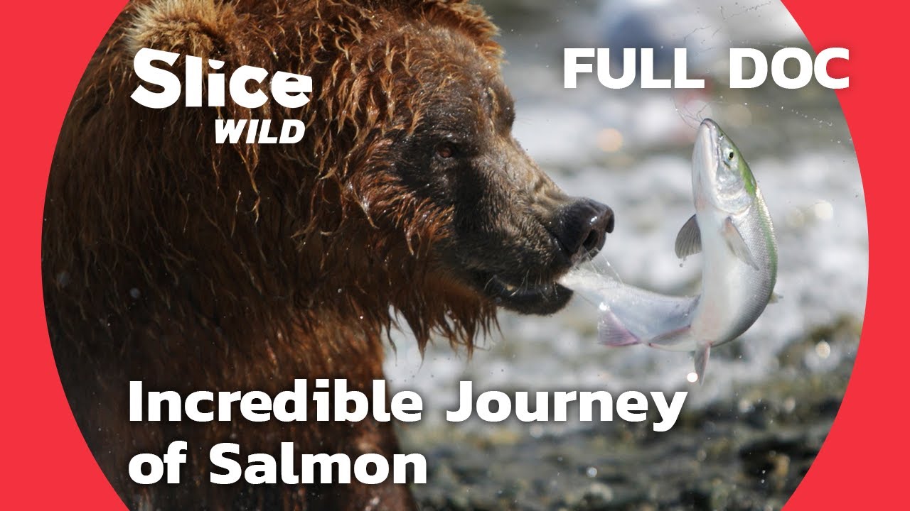 How do salmon travel between rivers and the sea? | AI | Full Documentary