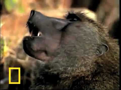 Honey Badger Narrates: Gang Flamingo Versus Team Baboon - NEVER SEEN BEFORE
