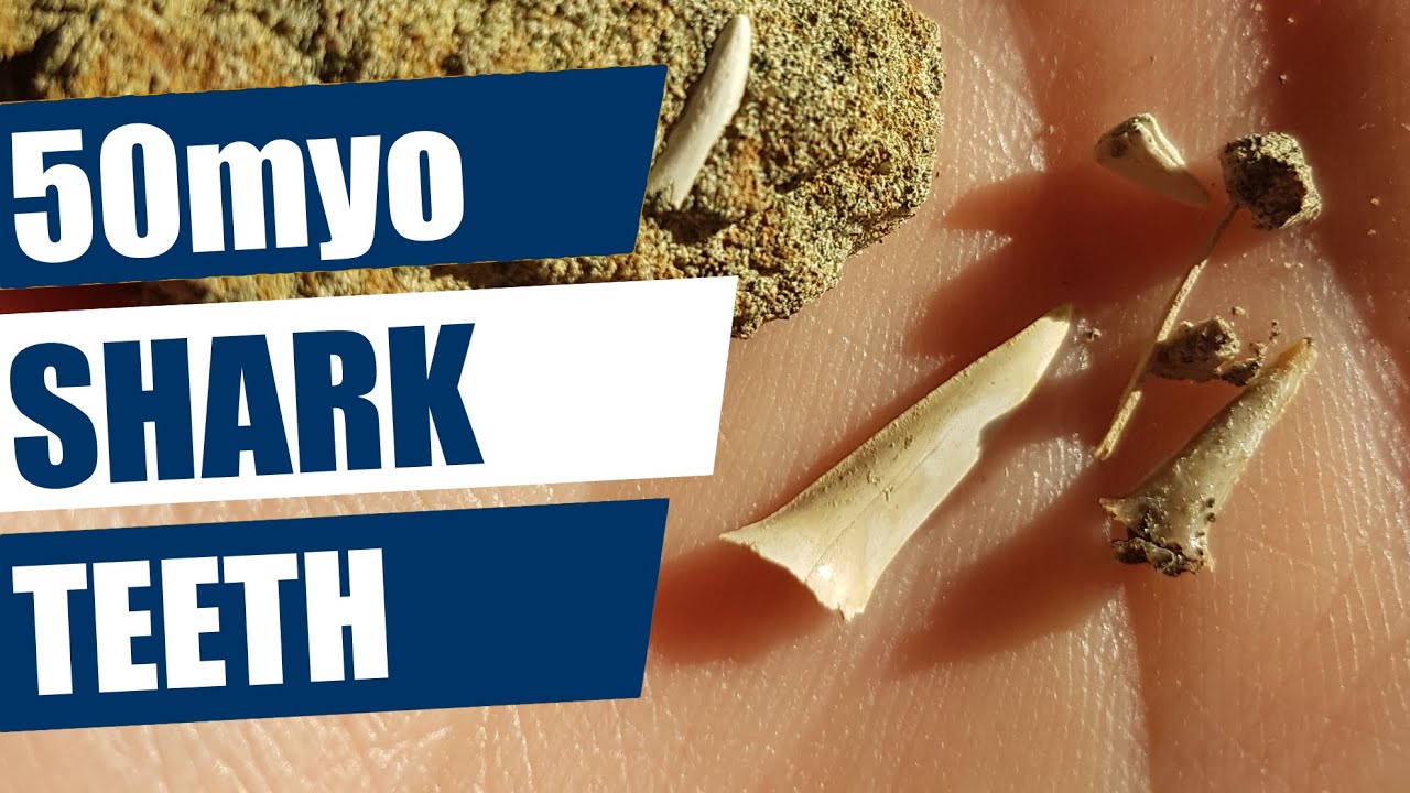 Fossil shark teeth and exploring a new area... fossil hunting in the Waipara river