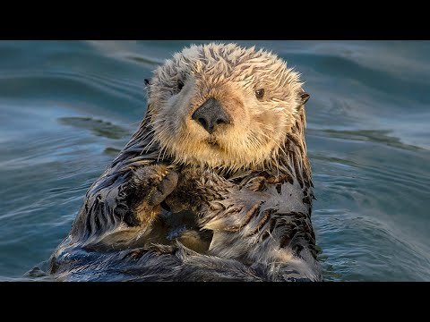 Otter