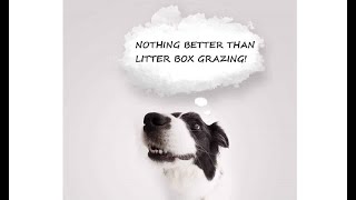 Ask Amy: How Can I Stop My Dog Eating From the Litter Box