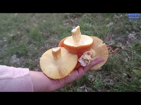 BLAGVA ,KNEGINJA ,RUJNICA BRANJE I NOCNI ROSTILJ NA SELU.Bonus lisica nam dosla na veceru