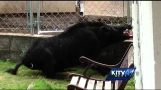 Feral pig finds its way into Aina Hina neighborhood
