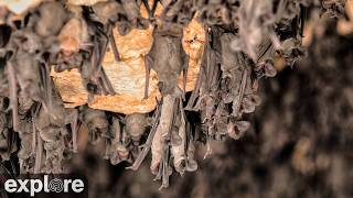 LIVE Bat Cam: Inside the Bracken Cave Colony | explore.org live webcam