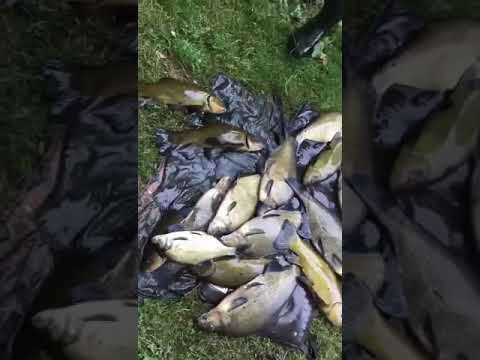 A nice selection of tench of bream caught on an Irish lake #tench #fishing #ireland #shots