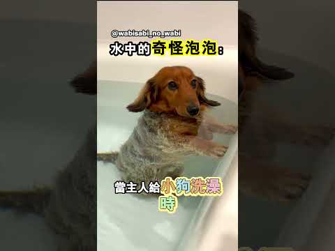 小狗在水中放屁，滿臉正經裝沒事人