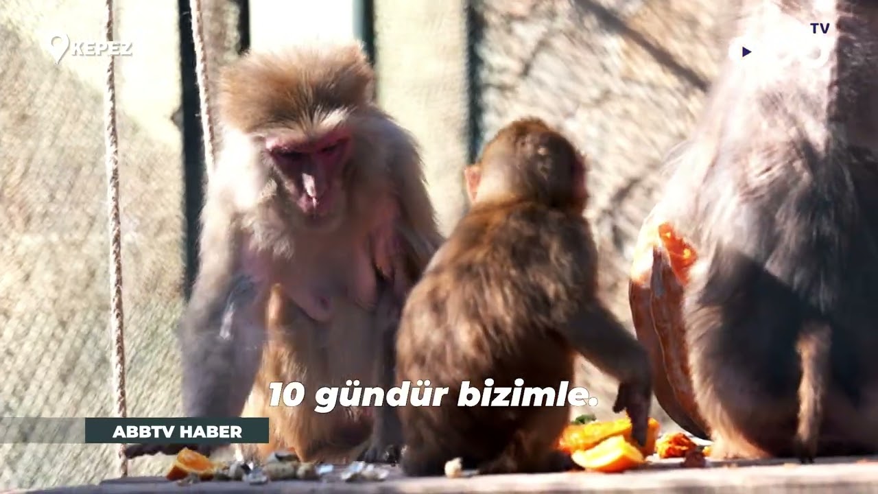 PORTAKAL, DOĞAL YAŞAM PARKI'NDA GÜVENDE