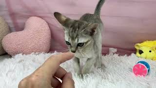 シンガプーラの動画01