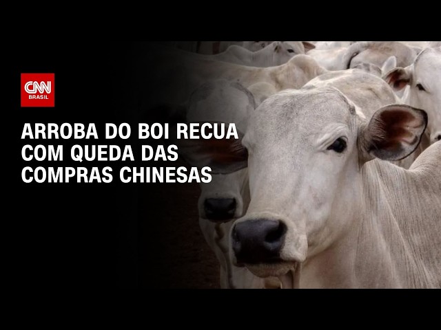 Arroba do boi recua com desaceleração das compras chinesas | CNN AGRO NEWS