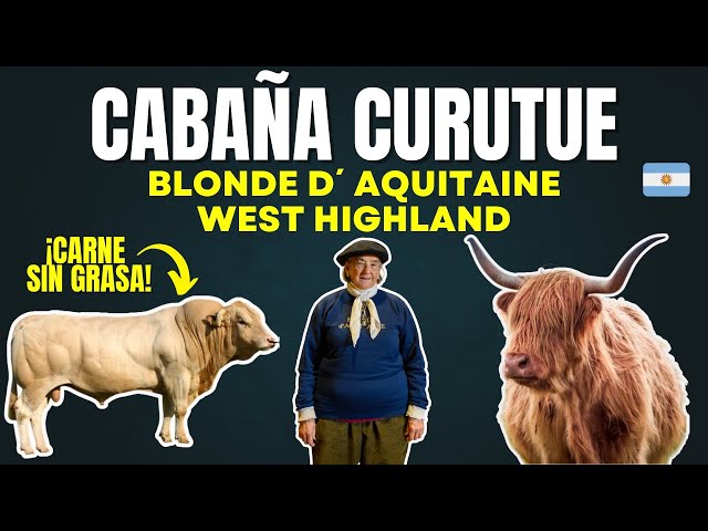 Vídeo relacionado con Papo 51178 Highland Ganado Farmyard Friends Figurilla, 51178 Highland Ganado