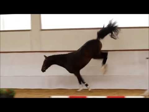 Lot 9 Stand up - Brightwells Addington Elite Sale 20th August 2016