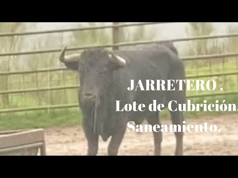 JARRETERO. Saneamiento.