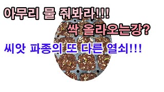 아무리 물 줘바라! 싹 올라오는강. 씨앗 파종의 또 다른 열쇠. (씨앗 파종법, 씨앗 발아, 씨앗 파종 시기…