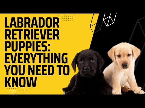 Labrador Retriever Puppies - Everything you want to know about Labrador Retriever Puppies Video