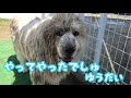 《大きなプールでお水遊び》 グレートピレニーズ ピレバニ 悠大愛梨 greatpyrenees