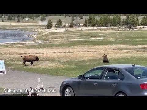 Bear takes down bison in Yellowstone National Park