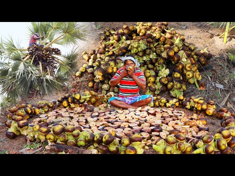 PALMYRA PALM FRUIT | Amazing Village Man climbed the Palm Tree and Snatched the Palm | Village MAN