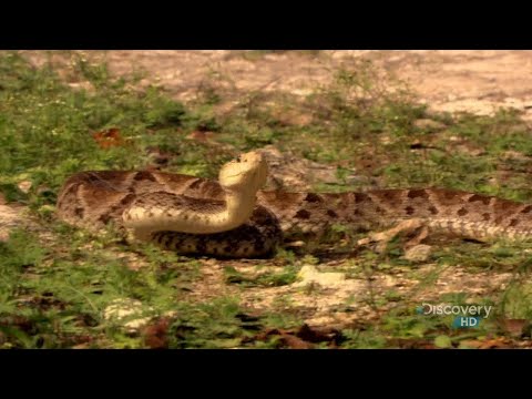 Austin Stevens Adventures - The Last Serpent - Part 1