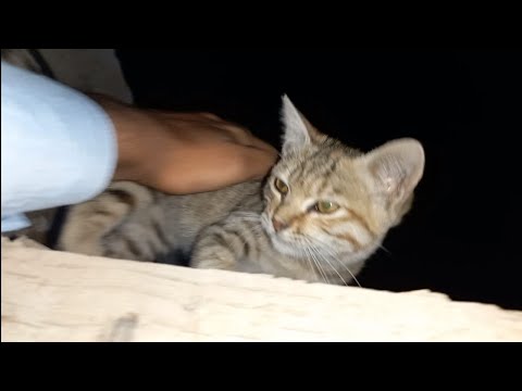 VIDEO WITH BABY CAT 😻