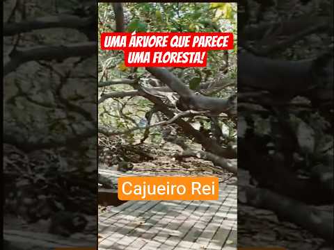 Você não vai acreditar que isso é tudo UM cajueiro! - Cajueiro Rei #curiosidades