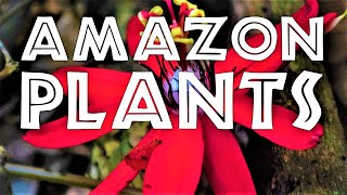 Botany and Plant Ecology of the Amazon Rainforest
