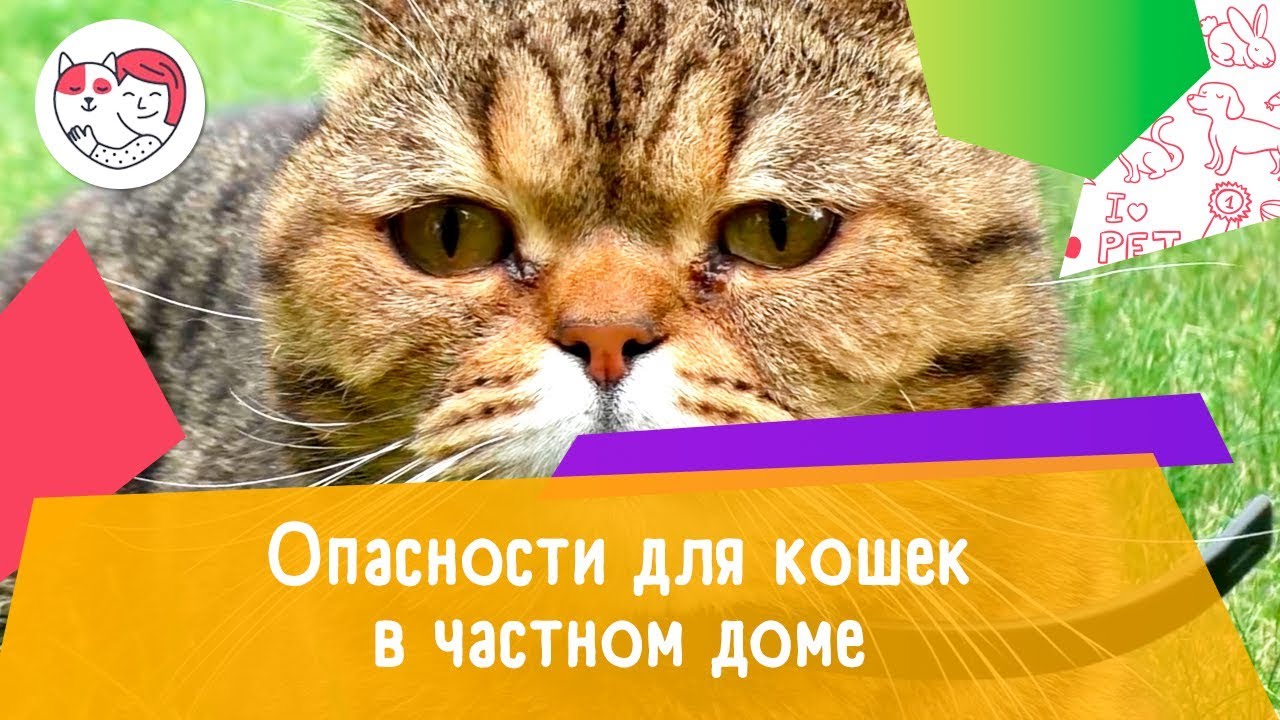 5 опасностей для кошек в частном доме