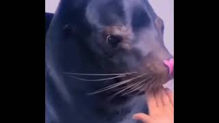 seal smiles with heart nose