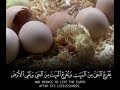 Quran Recitation Whatsapp Status Allah Status Islamic Status