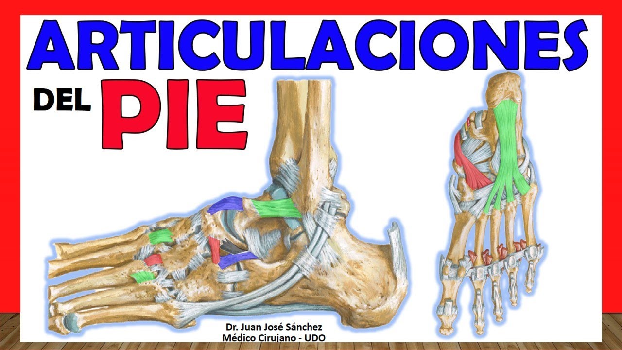🥇 ARTICULACIONES DEL PIE. Anatomía rápida, fácil y sencilla.