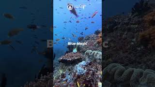 Download lagu Diving Indonesia: Raja Ampat Notable Dive Sites 🪸 mp3