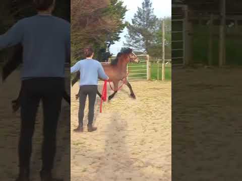 Grey Yearling Filly - Image 2