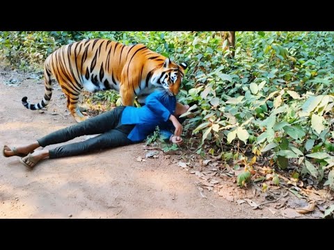 Tiger attack Jungle in boys | Royal Bengal Tiger in jungle | tiger attack