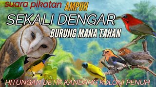 Download lagu Suara Pikat Untuk Semua Jenis Burung Kecil Terbukti #@AMK-k2j burung Mp3 Ampuh mp3
