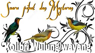Download lagu Suara pikat Kolibri Wulung // Suara masteran burung Kolibri wayang mp3 Download lagu Suara pikat Kolibri Wulung // Suara masteran burung Kolibri wayang mp3