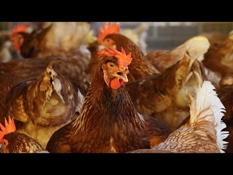 Produção de hortaliças, frutas e ovos em Teresópolis é destaque no estado