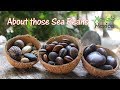 About Those Sea Beans – Xcalak Mexico