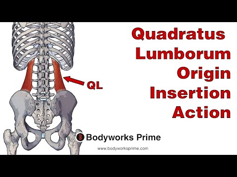 Quadratus Lumborum Anatomy: Origin, Insertion & Action