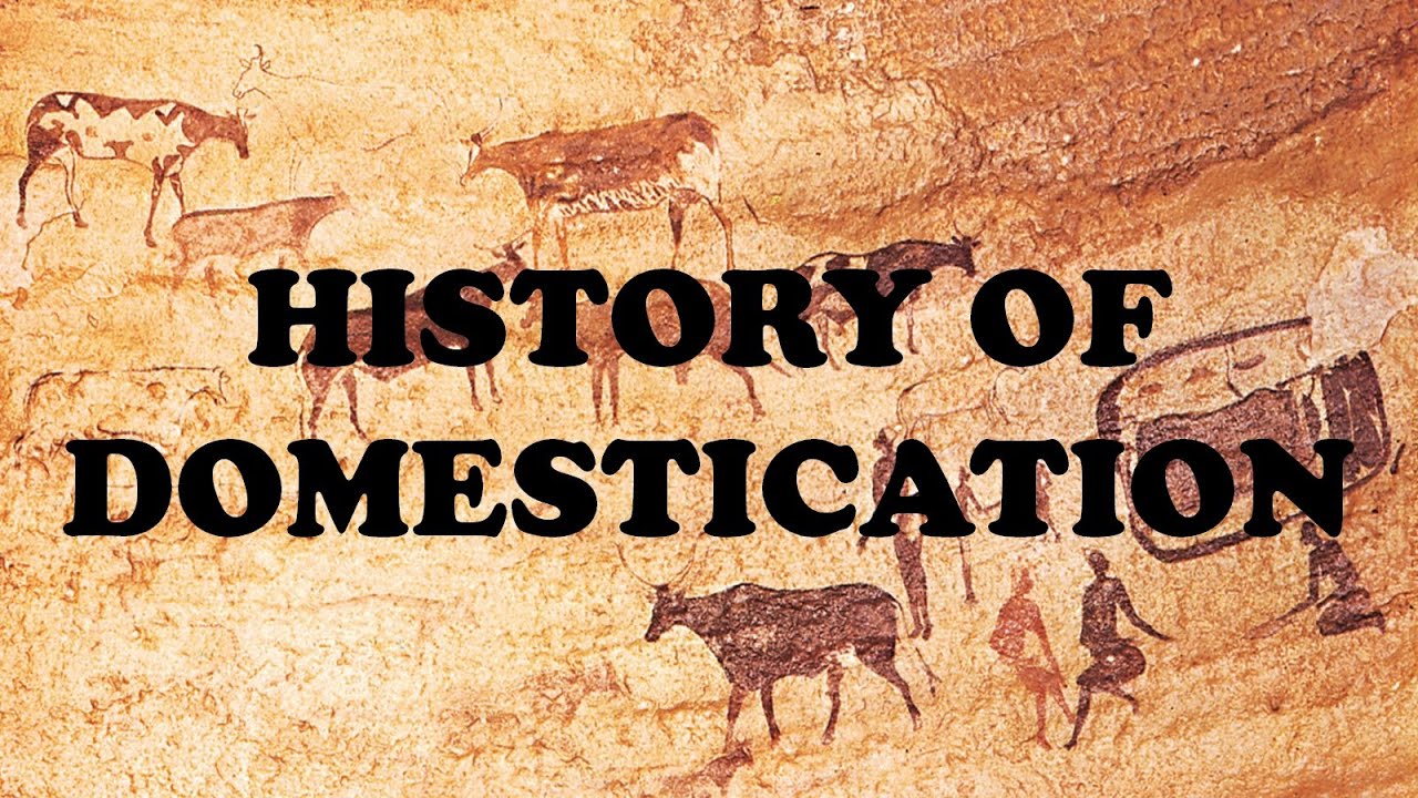 When did plant domestication begin in North America?
