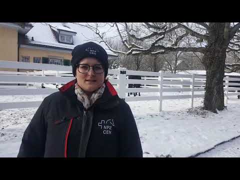 Beschlagnahmte Pferde im Pferdezentrum Bern