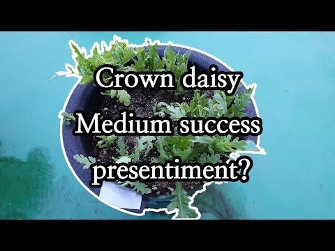 , title : '쑥갓코인 중박예감ㅣCrown daisy Medium success presentiment?'