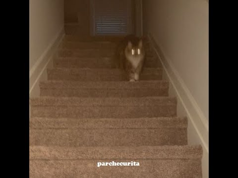 parchecurita - leche y miel